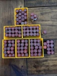 Oil Burner Nozzles Delavan/danfoss/hago. Fixed Price $500.00.